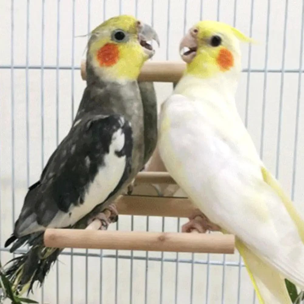 Wooden Mirror Perch Swing for Pet Birds