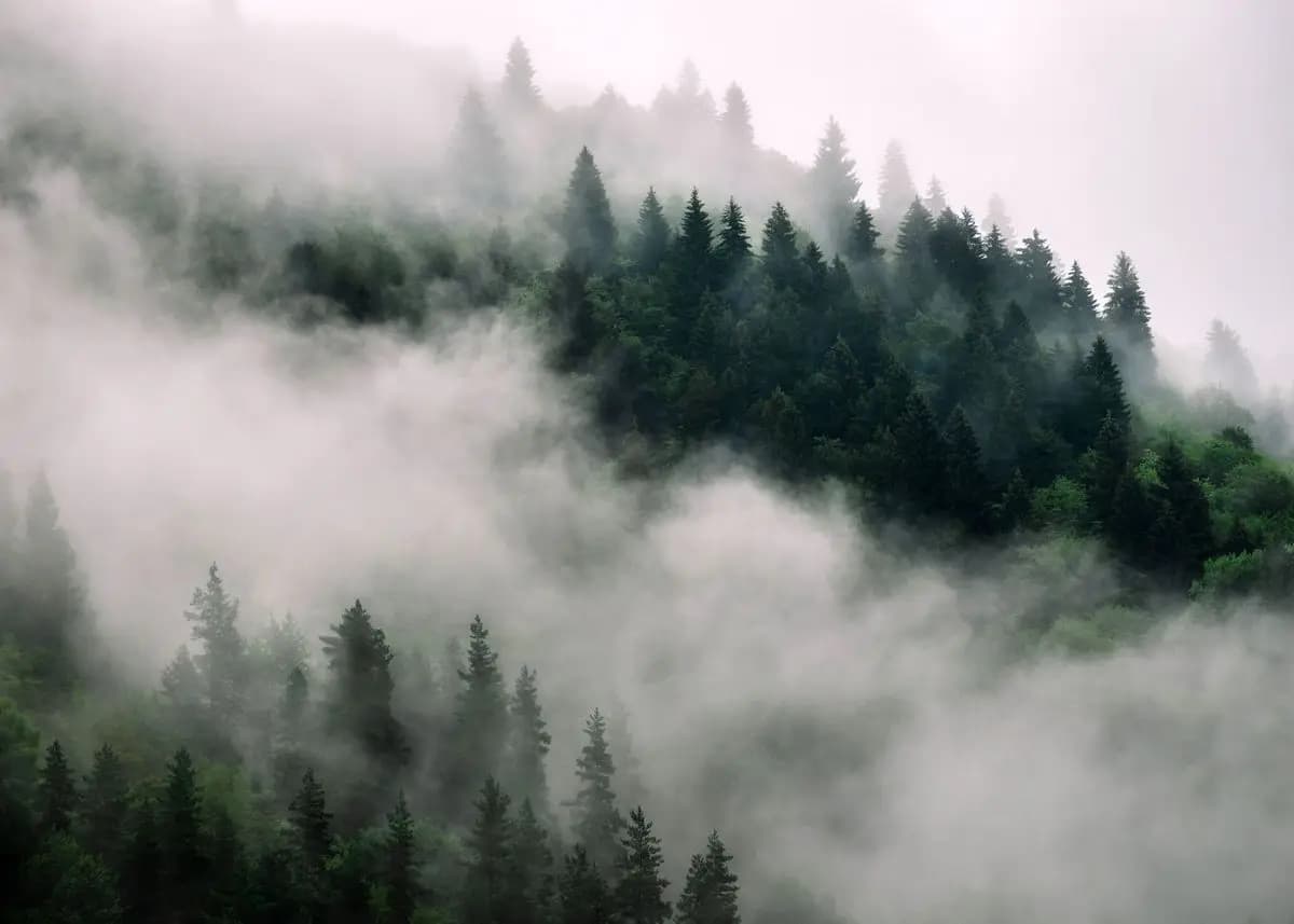 Forest Mountain Lake Landscape Canvas Print