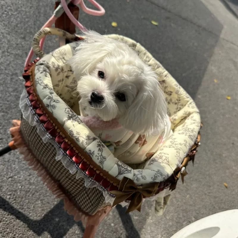 Pet Stroller for Small Dogs and Cats