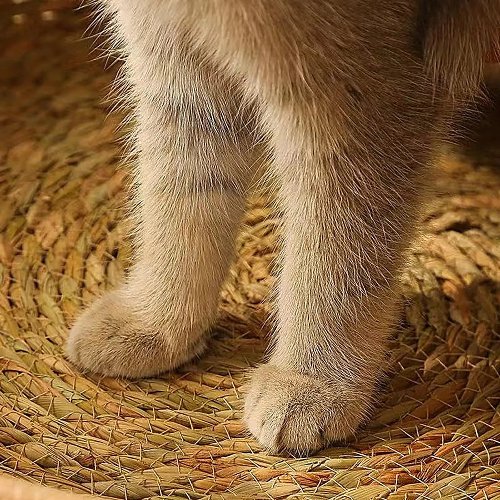 Woven Cotton Rope Round Cat Bed with Pillow