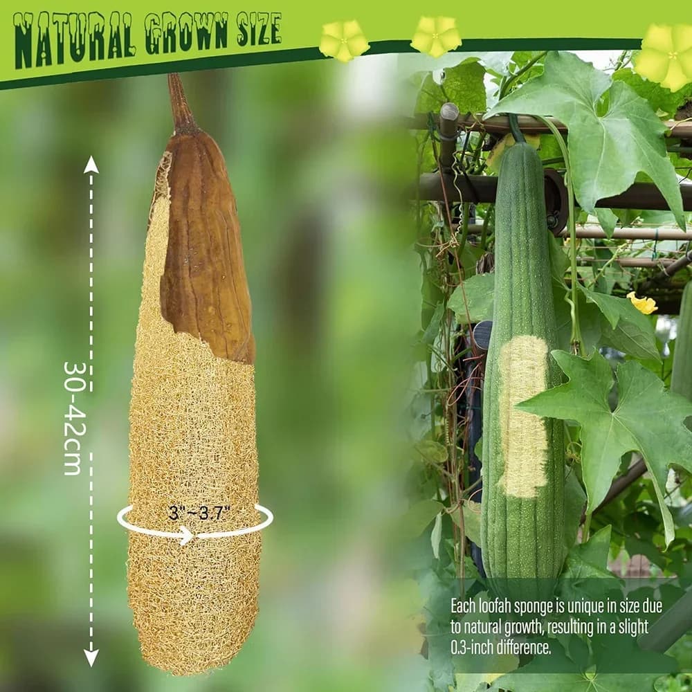 Natural Organic Loofah Sponges for Bath