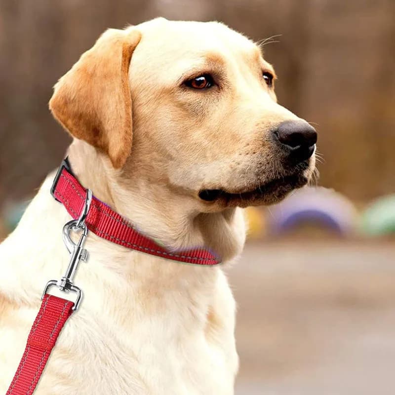 Adjustable Dog Collar with Quick Release Buckle