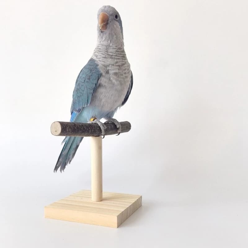 Wooden Bird Perch Stand
