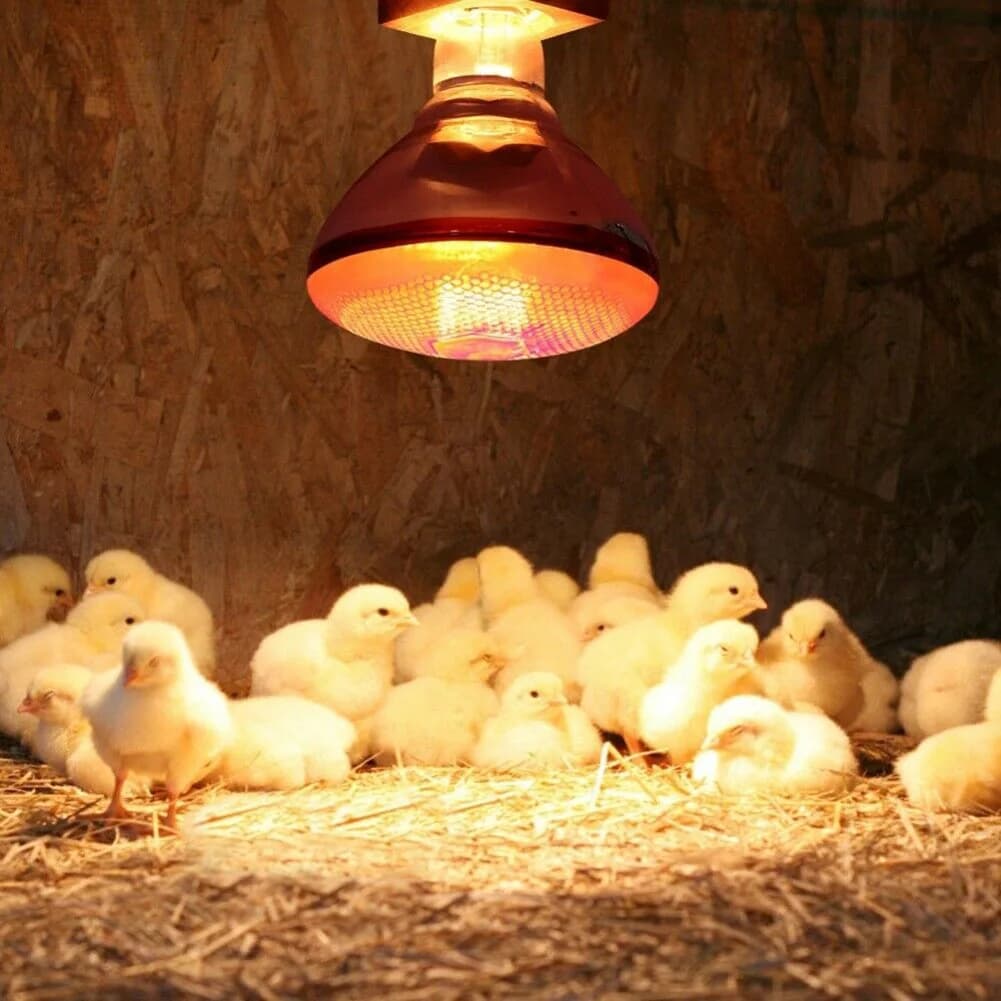 250W Infrared Heat Lamp Bulb E27