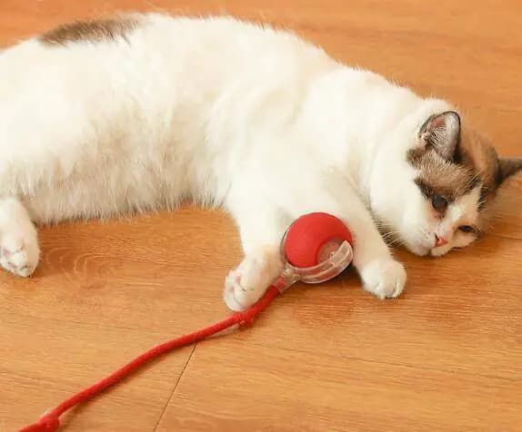 Cat Toys (One Piece)