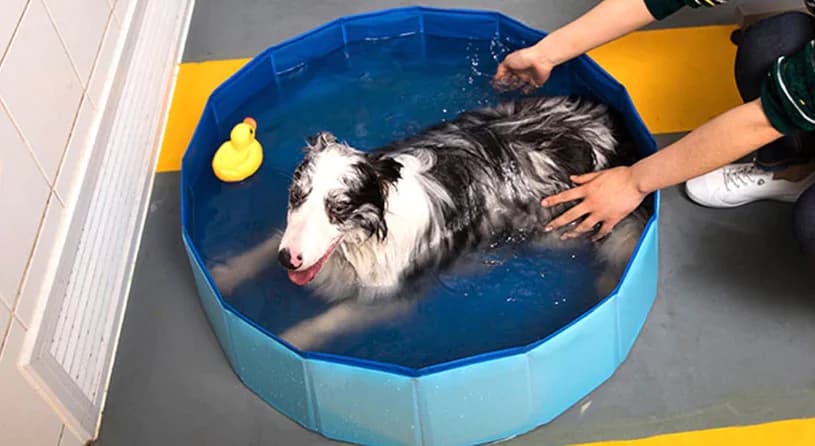 Pet Supplies, Foldable Swimming Pool