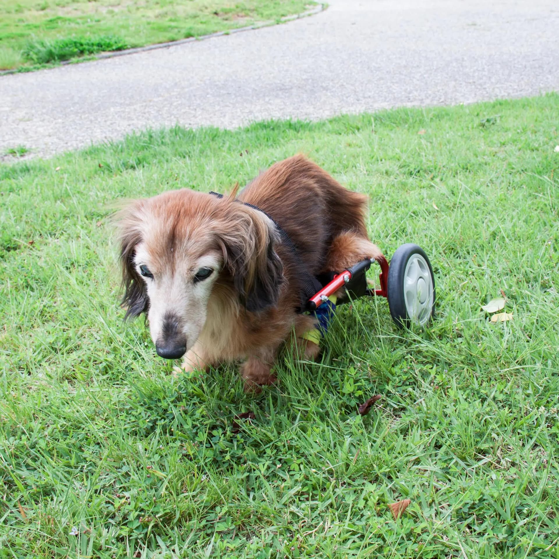 Adjustable Dog Wheelchair For Hind Legs