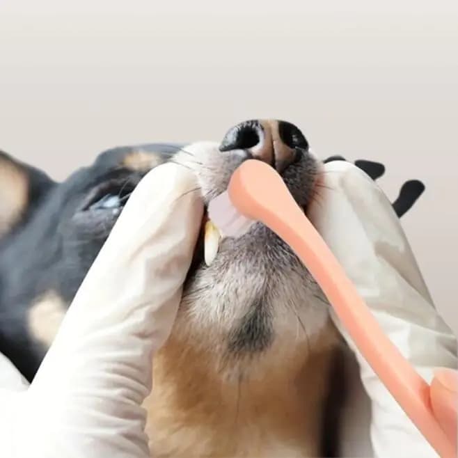 Dog and Cat Toothbrush for Oral Care Supplies