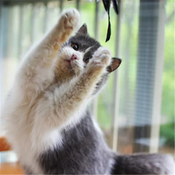 Cat Teaser Wand with Feather Cat Toys and Supplies