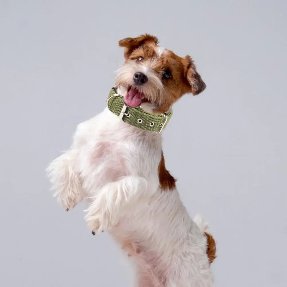 Adjustable Nylon Dog Collar With Traction Ring